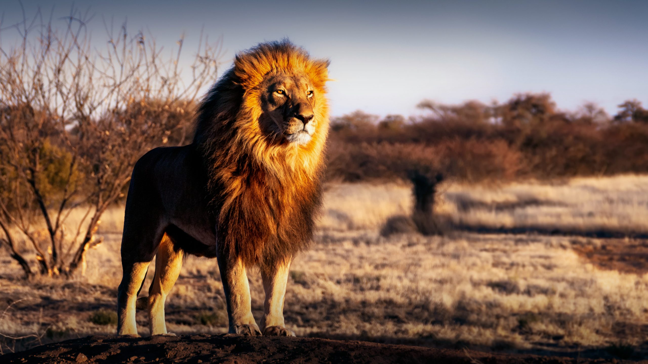 Africa Navsumo Free Travel Planning Photo Credit Shutterstock 1 scaled