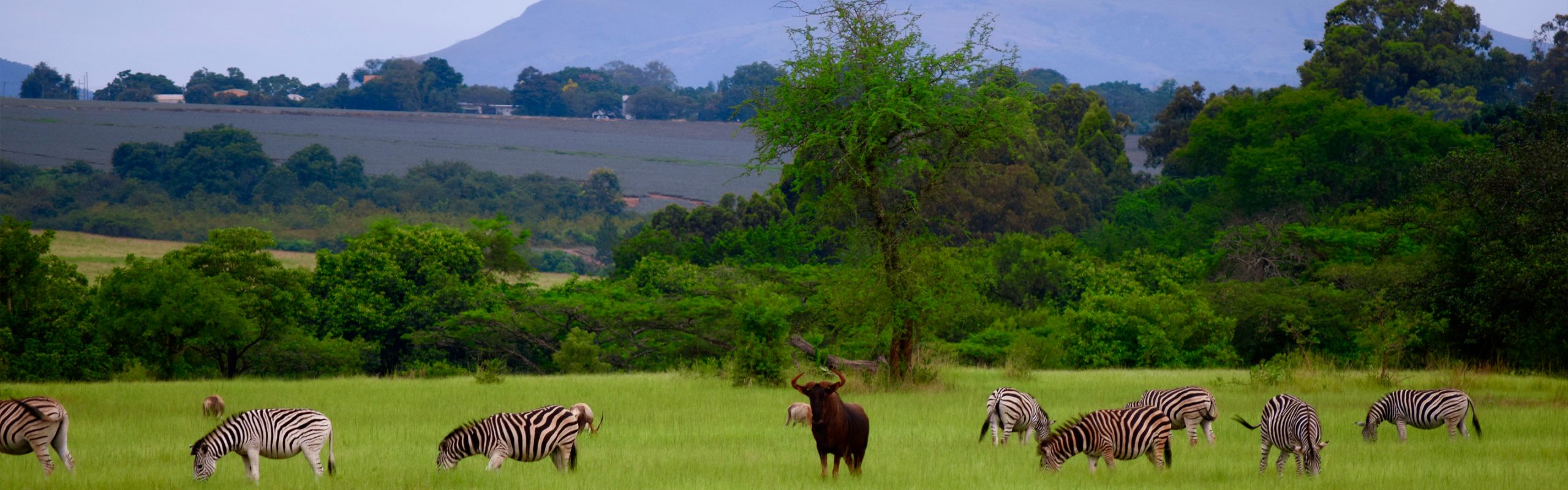 Eswatini - Navsumo - Free Travel Planning - Photo Credit - Shutterstock - 2