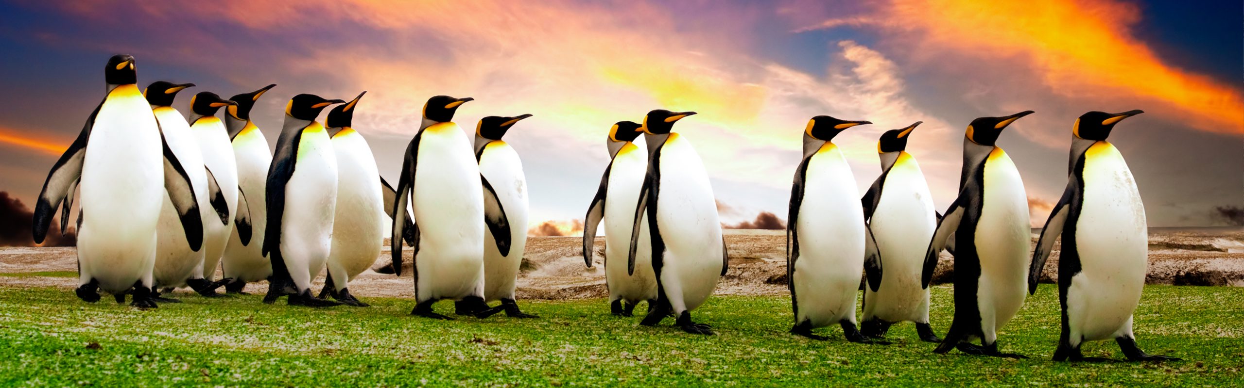 Falkland Islands (Malvinas) - Navsumo - Free Travel Planning - Photo Credit - Shutterstock - 2