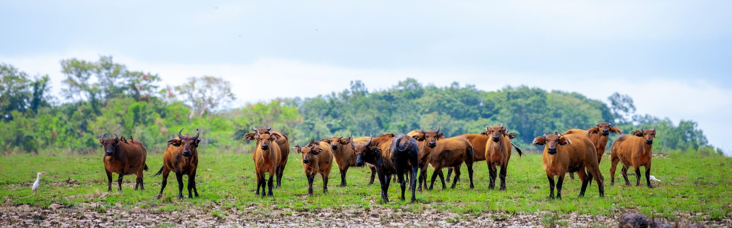 Gabon - Navsumo - Free Travel Planning - Photo Credit - Shutterstock - 2