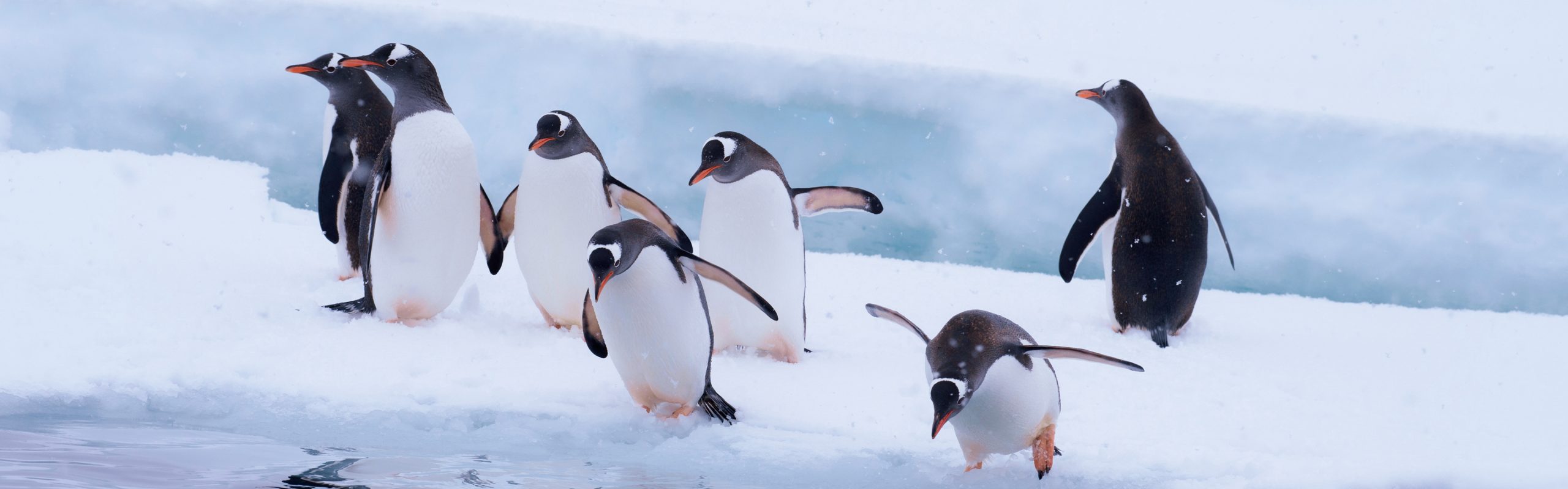 Heard Island and McDonald Islands - Navsumo - Free Travel Planning - Photo Credit - Shutterstock - 2