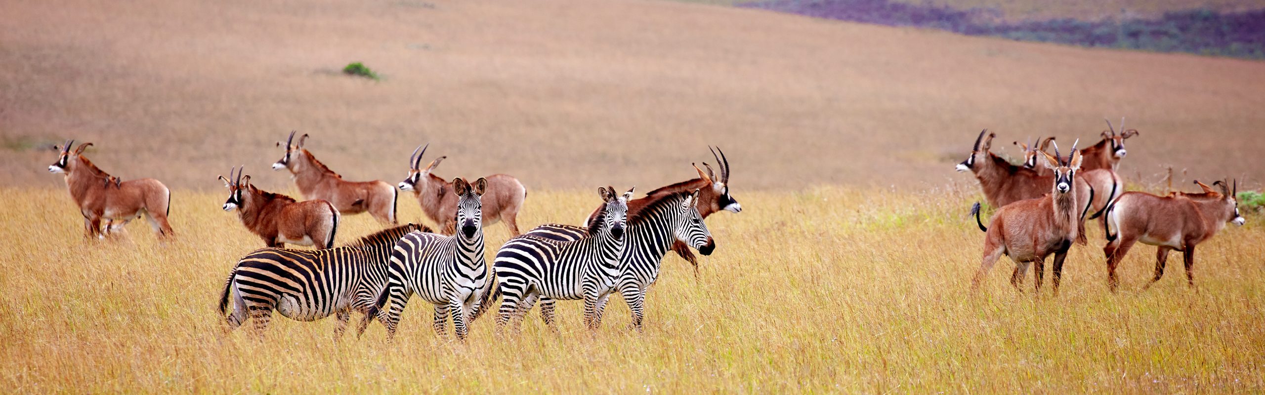 Malawi - Navsumo - Free Travel Planning - Photo Credit - Shutterstock - 2