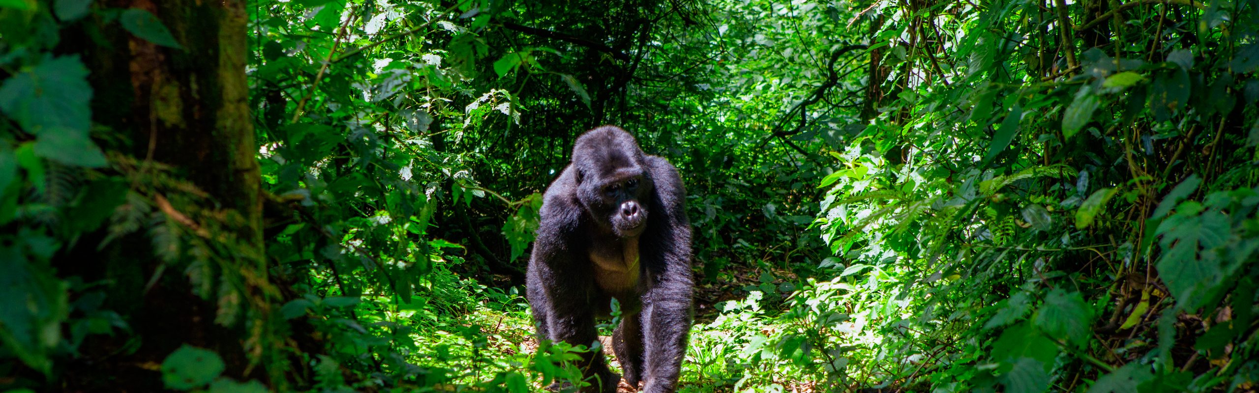 Middle Africa - Navsumo - Free Travel Planning - Photo Credit - Shutterstock - 2