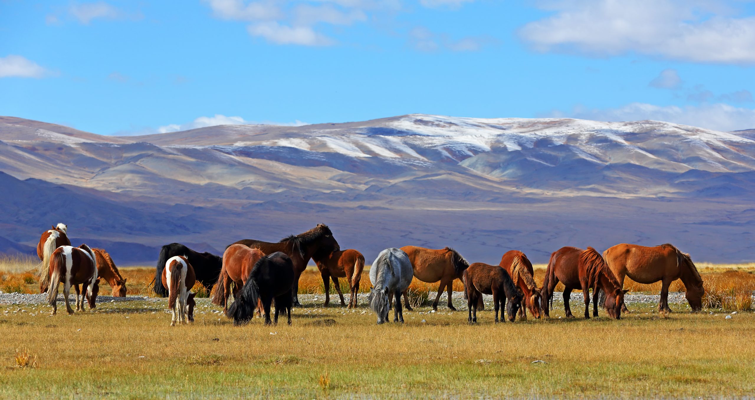 Mongolia 2