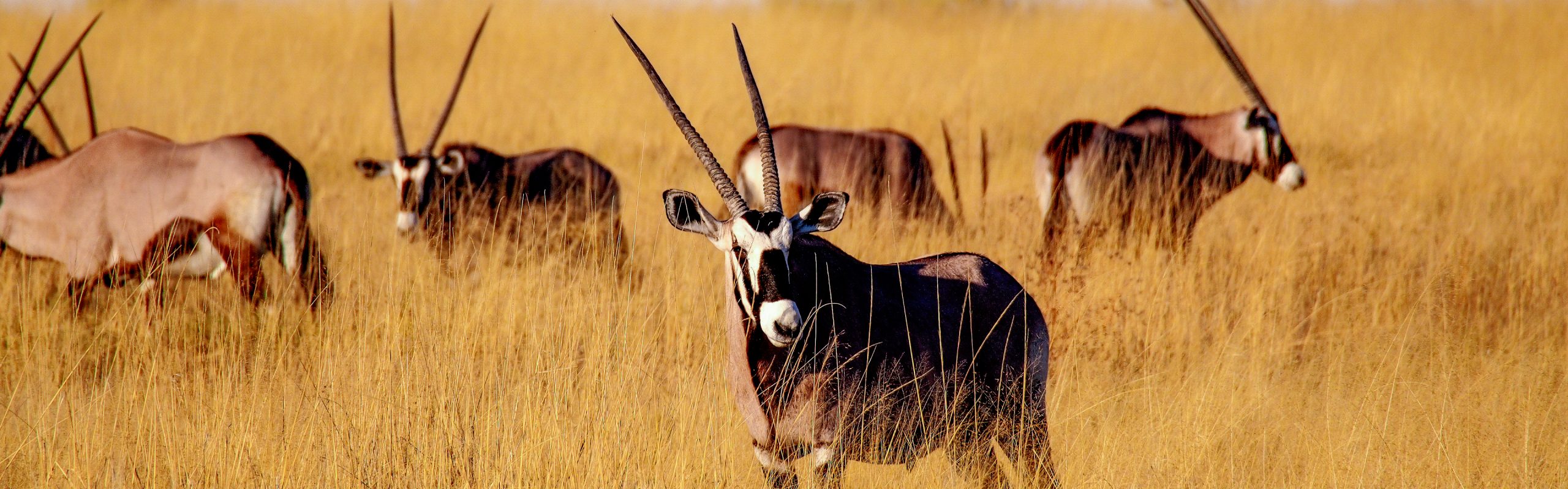 Namibia - Navsumo - Free Travel Planning - Photo Credit - Shutterstock - 2