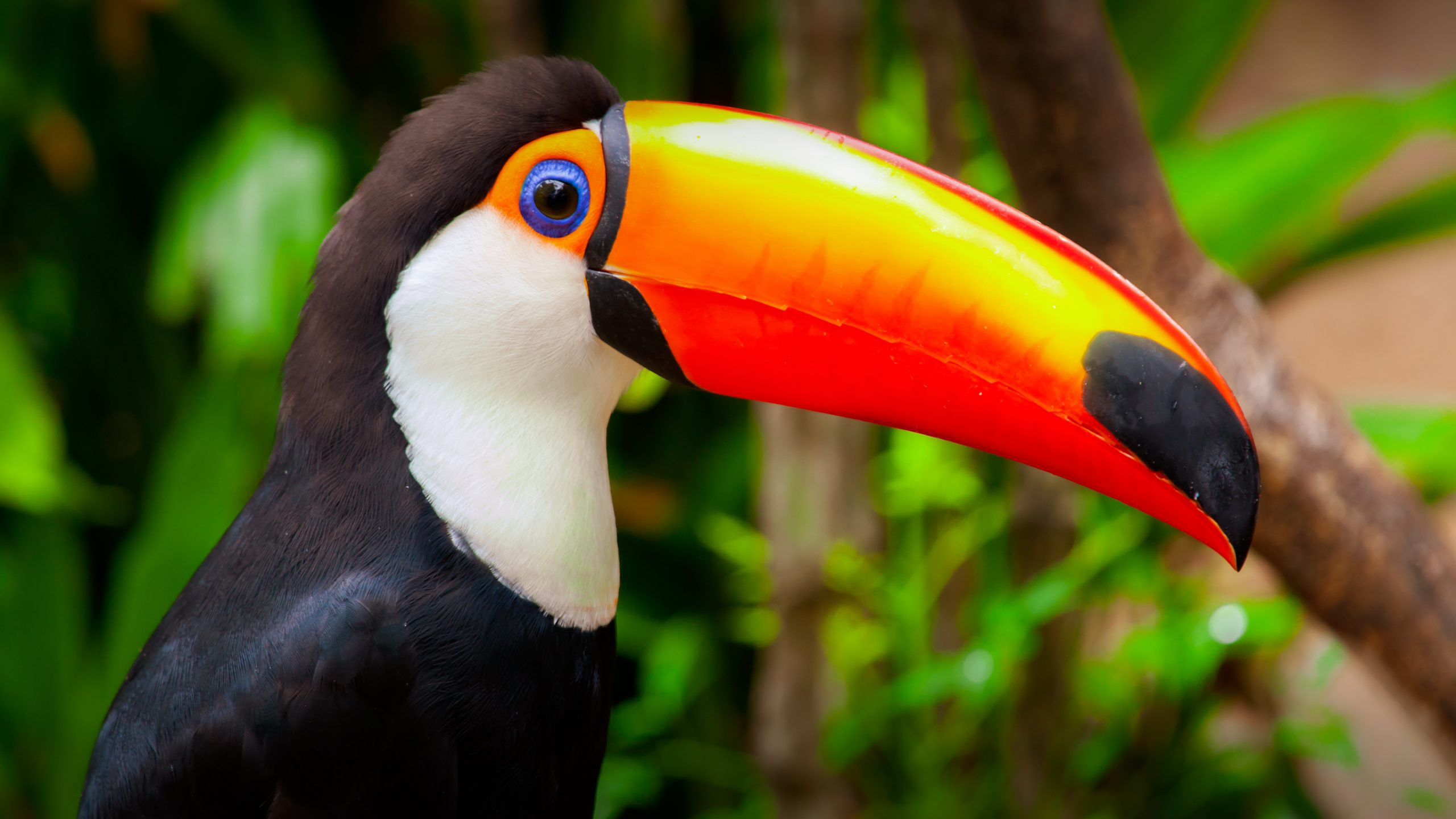South America Navsumo Free Travel Planning Photo Credit Shutterstock 1 1 scaled
