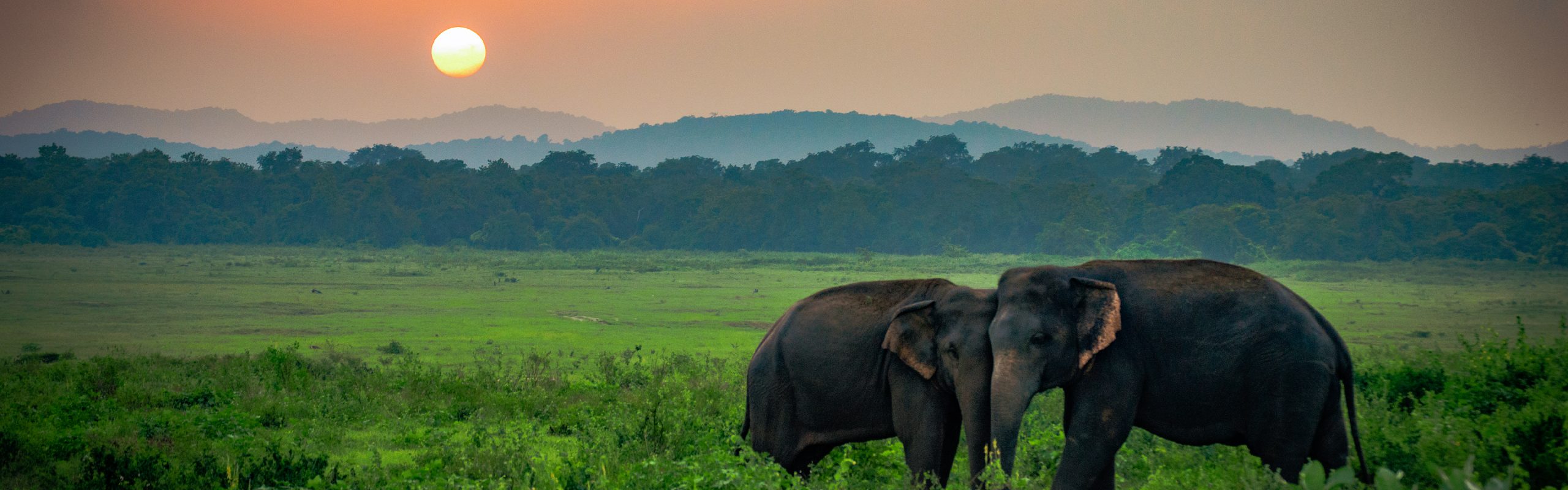 Sri Lanka - Navsumo - Free Travel Planning - Photo Credit - Shutterstock - 2