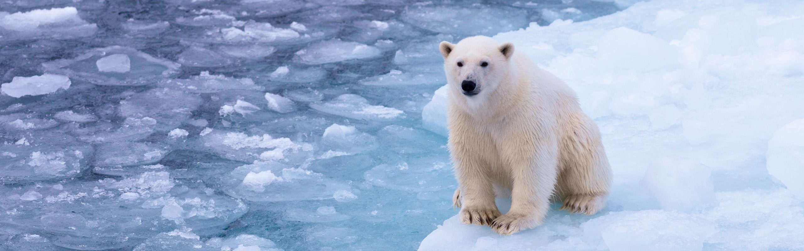 Svalbard and Jan Mayen Islands - Navsumo - Free Travel Planning - Photo Credit - Shutterstock - 2