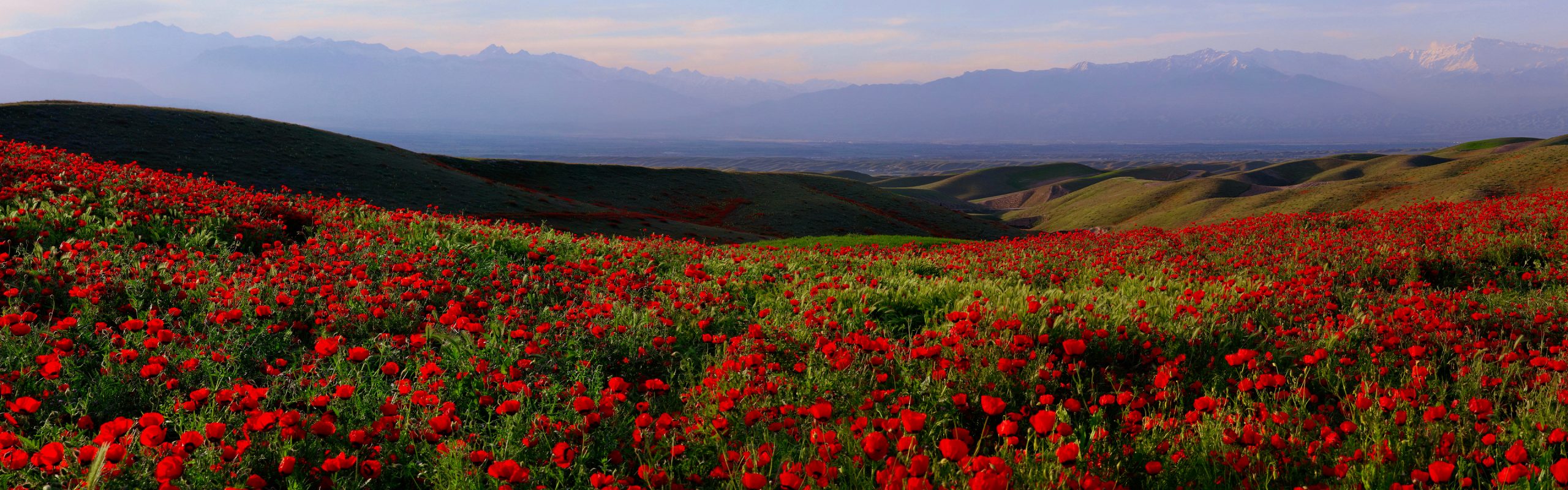 Uzbekistan - Navsumo - Free Travel Planning - Photo Credit - Shutterstock - 2
