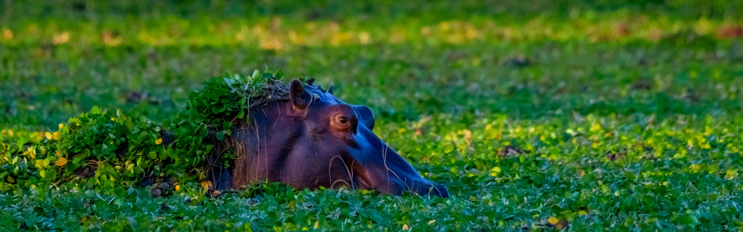 Zimbabwe - Navsumo - Free Travel Planning - Photo Credit - Shutterstock - 2