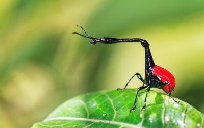 The Top 13 Animals You Want to See in Madagascar