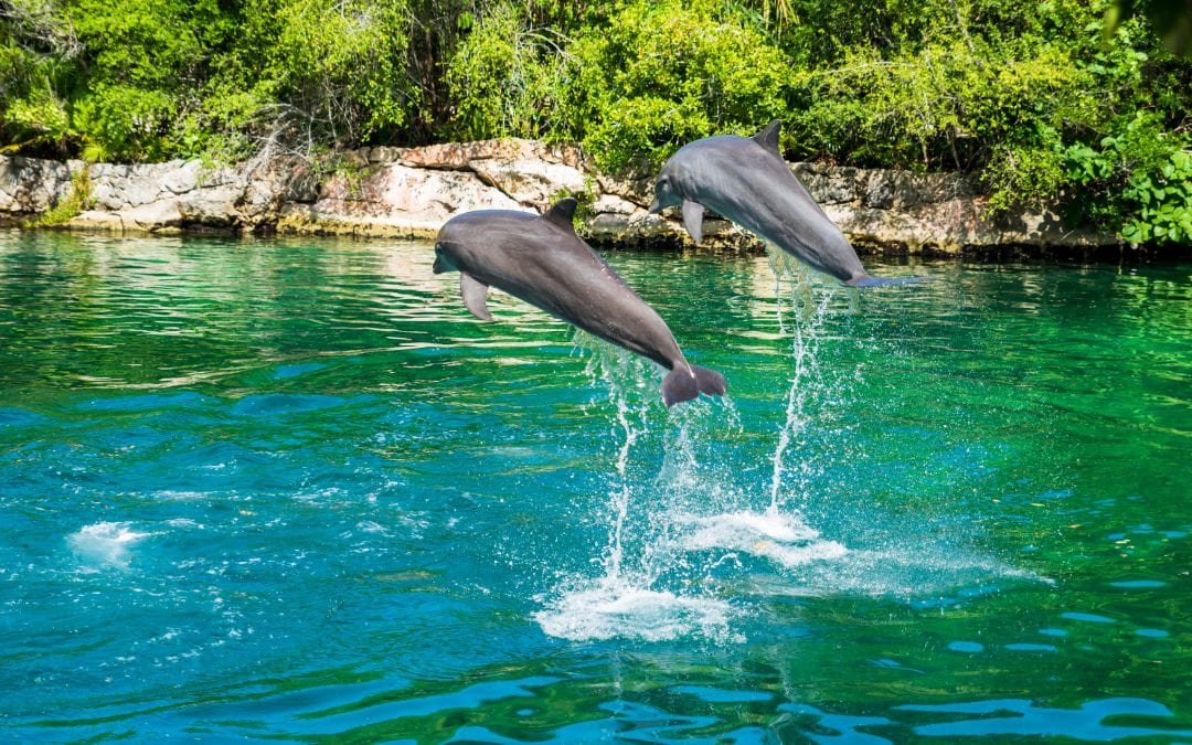 Top 9 Tulum Tourist Activities