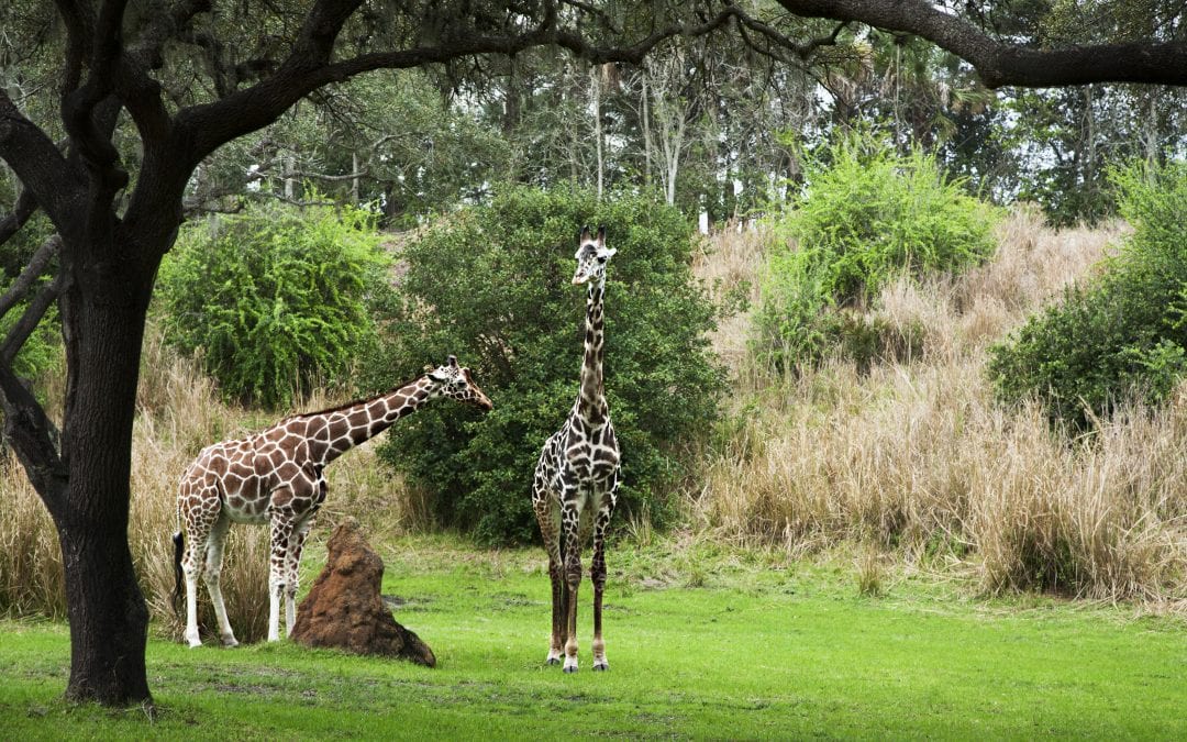 Your Guide to Disney’s Animal Kingdom