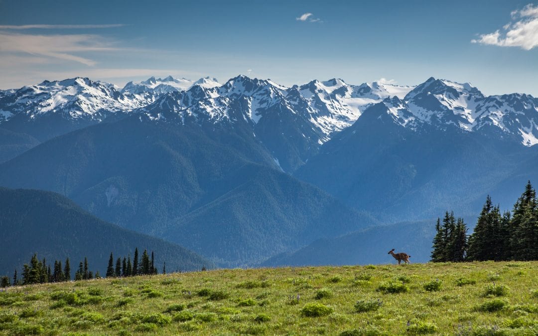 Mount Storm King – Olympic National Park
