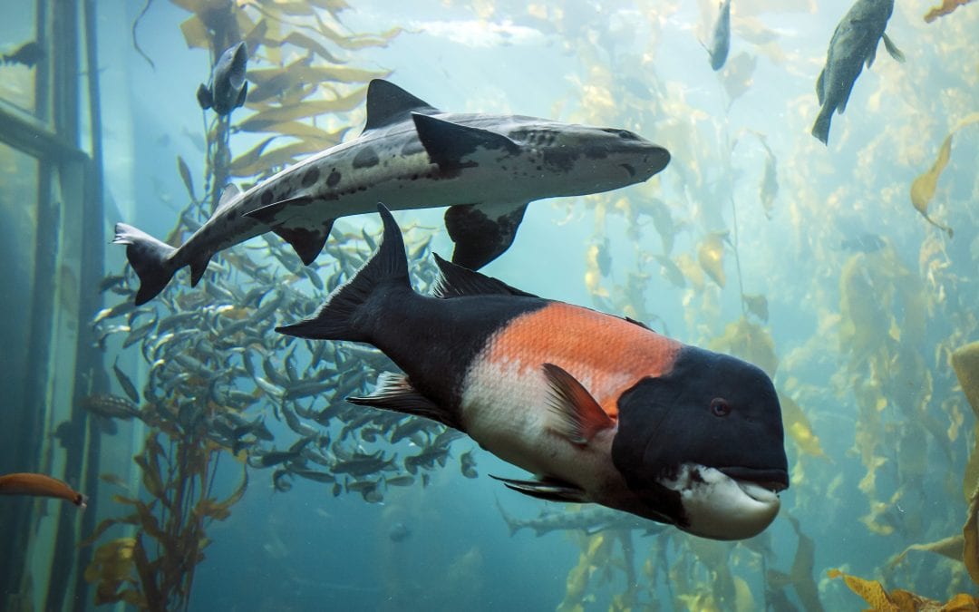 7 Best Aquariums in California