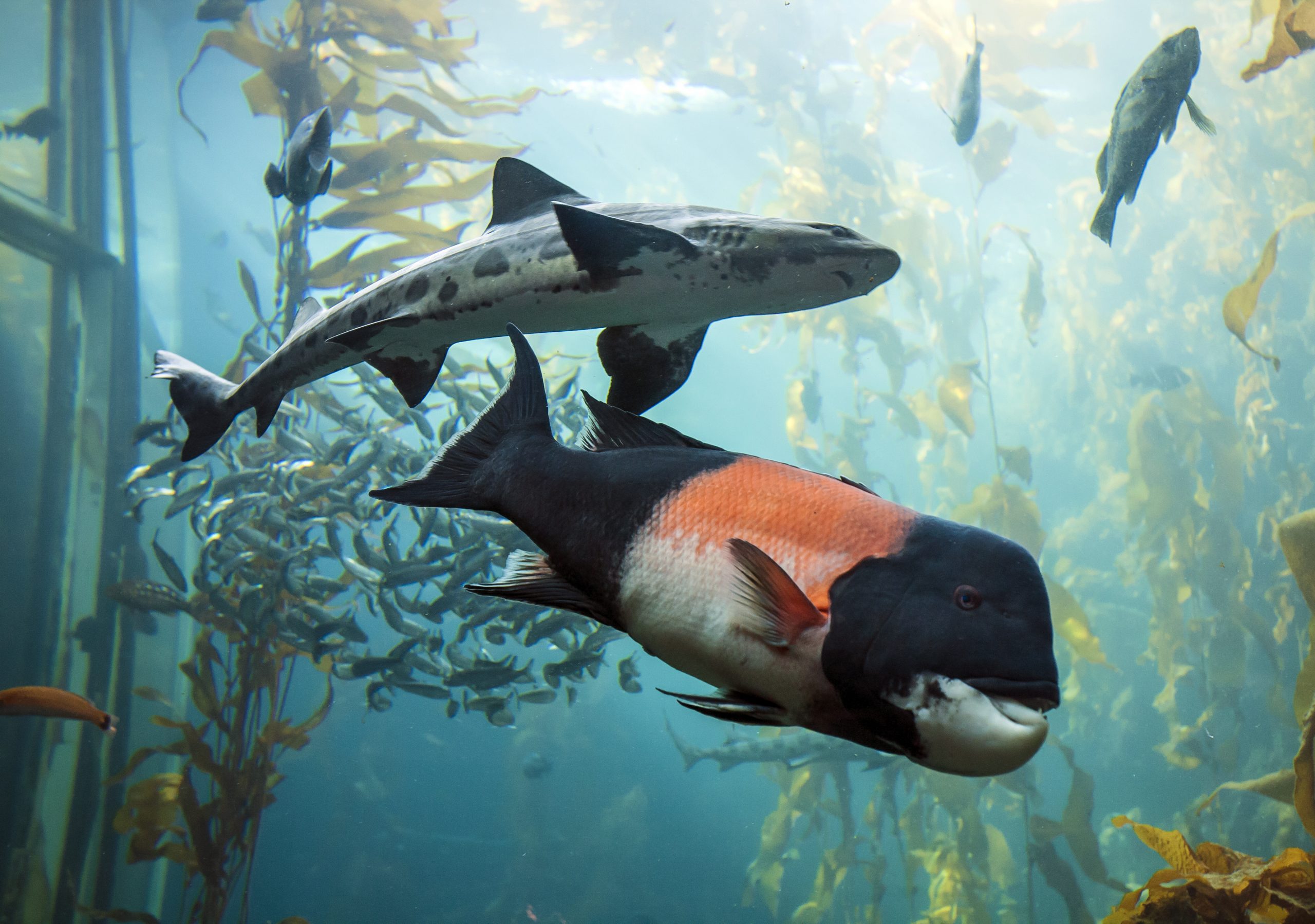 7 Best Aquariums in California