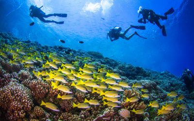 Your Guide to Fakarava, French Polynesia