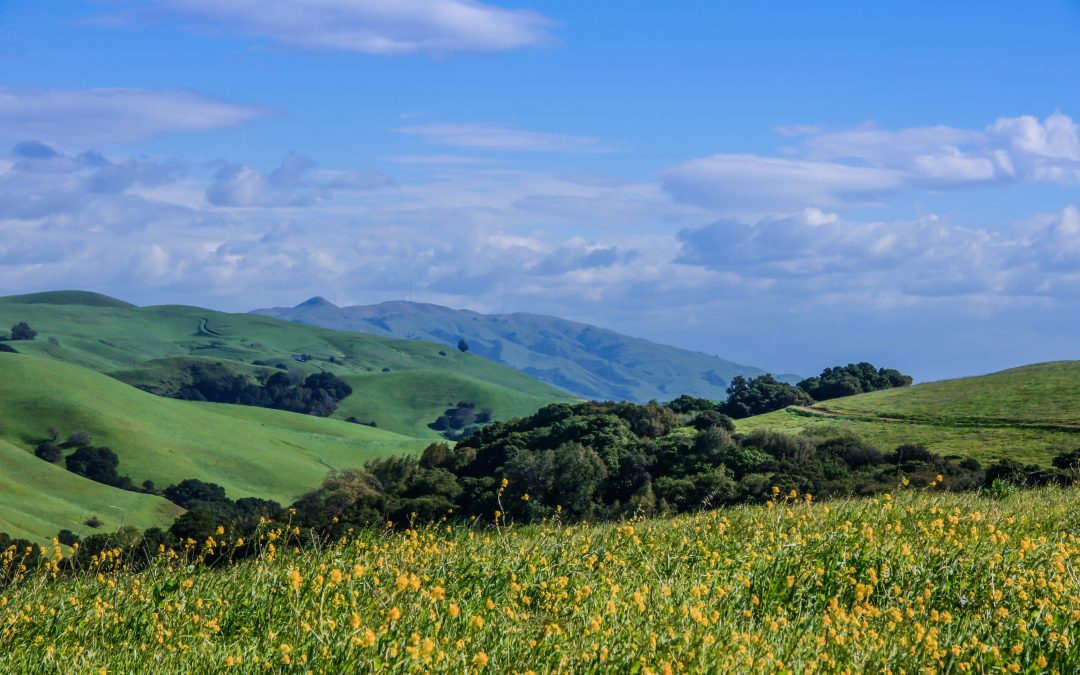 California Wildflowers – When and Where to Find Them